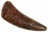 Megalosaurid Dinosaur (Afrovenator) Tooth - Niger #241137-1